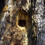 Alternativer Lebensraum Alternativer Lebensraum