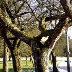 Hier spielen im Sommer Kinder