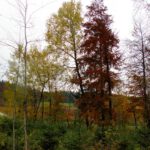 Herbstimpressionen Herbstimpressionen