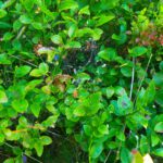 Spinnweben in den Schwarzbeeren Spinnweben in den Schwarzbeeren