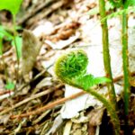 Noch ist dieser Farn eingerollt