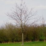 Auf der Streuobstwiese ist jeder Baum mit einem Nistkasten ausgestattet Auf der Streuobstwiese ist jeder Baum mit einem Nistkasten ausgestattet