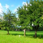 Die Apfelernte scheint im Zellertal gut zu werden