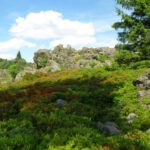 Von dieser Seite sieht er aus wie eine Schlange oder ein Tausendfüßler. Man beachte auch den Baumschatten im Vordergrund