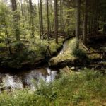 Kanalabzweig für das noch bestehende Sägewerk