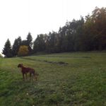 Gemäht aber noch nicht eingefahren