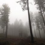 Nebelstimmung im Wald Nebelstimmung im Wald