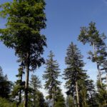 Der Mond schaut auch noch zu Der Mond schaut auch noch zu