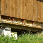 Viel Betrieb in den Bienenstöcken Viel Betrieb in den Bienenstöcken