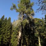 Leben und Tod an einem Baum