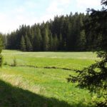 Magerwiese Magerwiese