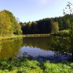 Fischteich mit Waldspiegelung