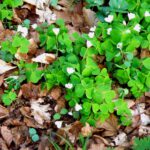 Kleeblüten mal anders als auf unserer Wiese
