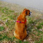 Endlich sieht Frauchen ein, dass ich auch ohne die blöde Leine auf sie warte Endlich sieht Frauchen ein, dass ich auch ohne die blöde Leine auf sie warte