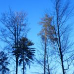 Oben an den Baumwipfeln merkt man gar nicht dass Winter ist