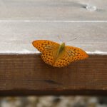 Bin ich nicht hübsch?