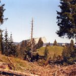 Toter Baum auf dem Toten Mann