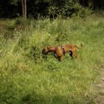 Kenne ich einen von den hier markierenden Hunden? Kenne ich einen von den hier markierenden Hunden?