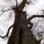 Dieser Baum hat viel zu erzählen