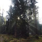 Eines von mehreren Lichtspielen im Wald