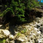 Luftwurzeln Luftwurzeln