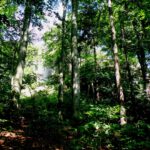 Man muss etwas genauer hingucken, aber das ist die Westmauer der Schwarzenburg