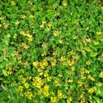 Also konzentriere ich mich zunächst auf die Blumen am Wegesrand Also konzentriere ich mich zunächst auf die Blumen am Wegesrand