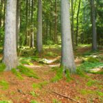 Lichtflecken am Waldboden