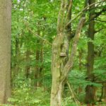 Hat da tatsächlich ein einziger Pilz den ganzen Baum umgebracht?!?