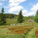 Voraus der Reichenstein. Der Bergfried ist zugewachsen und nicht erkennbar