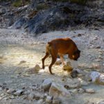 Leckeres Gebirgswasser und mit den Pfoten drinstehen ist ja gar nicht so schlimm