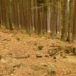 War das einmal ein Waldbauernhof?