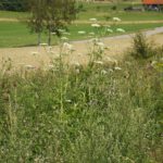 Diesen Kollegen sehen die Pflanzenwächter weniger gern