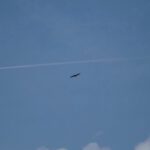 Dieser Raubvogel konnte meiner Kamera nicht entkommen