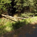 Ameisenbrücke Ameisenbrücke