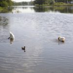 Schwäne beim Frühstück