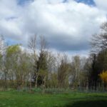 Mini-Baumschule Mini-Baumschule