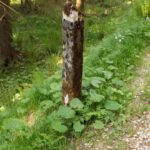 Bemooster Wegpfosten aus Stein