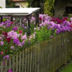 Blütenpracht Blütenpracht