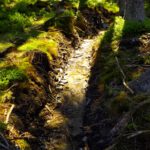 Bacherl mit Licht und Schatten Bacherl mit Licht und Schatten