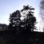 Gegenlichtexperiment...geglückt