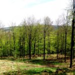 Gipfelaussicht. Hinter den Bäumen der Weingartnerfels, auf dem ich letztes Jahr mit Coco war Gipfelaussicht. Hinter den Bäumen der Weingartnerfels, auf dem ich letztes Jahr mit Coco war