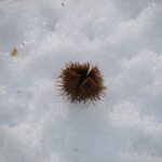 Bucheckernhülle im Schnee