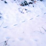 Tierspuren neben der Forstautobahn