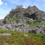 Später im Jahr gibt es hier Heidelbeeren ohne Ende