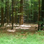 Lichtspiele am Waldboden