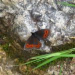 Aber ich bin noch viel hübscher!