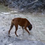 Coco war das ausnahmsweise egal, sie wusste ja inzwischen, dass Gebirgsbäche feines Trinkwasser sind