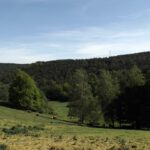 Glückliche Kühe beim Galgenberg