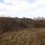 Noch knospt hier wenig bis nix